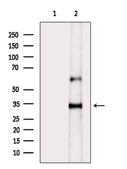 Invitrogen Phospho-MYOD (Thr115) Polyclonal Antibody 100 μL; Unconjugated:Antibodies,