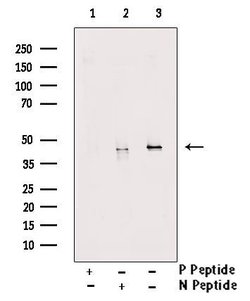 Invitrogen Phospho-SP7 (Thr319) Polyclonal Antibody 100 μL; Unconjugated:Antibodies,