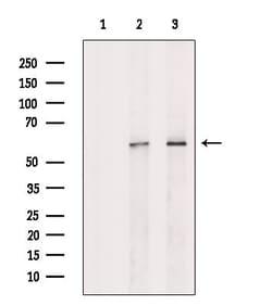Invitrogen Phospho-PAX7 (Ser203) Polyclonal Antibody 100 &mu;L; Unconjugated:Antibodies,