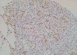 Invitrogen Phospho-PAX7 (Ser203) Polyclonal Antibody 100 &mu;L; Unconjugated:Antibodies,