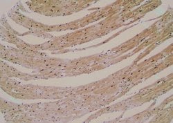 Invitrogen Phospho-PAX7 (Ser203) Polyclonal Antibody 100 &mu;L; Unconjugated:Antibodies,