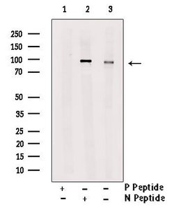 Phospho-LPIN1 (Thr14) Polyclonal Antibody 100 &mu;L | Buy Online | Invitrogen | Fisher Scientific