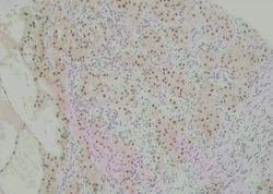 Invitrogen Phospho-Annexin A4 (Tyr255) Polyclonal Antibody 100 μL; Unconjugated:Antibodies,