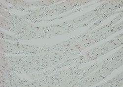 Invitrogen Phospho-Annexin A4 (Tyr255) Polyclonal Antibody 100 μL; Unconjugated:Antibodies,