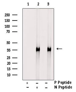 Invitrogen Phospho-Annexin A4 (Tyr255) Polyclonal Antibody 100 μL; Unconjugated:Antibodies,