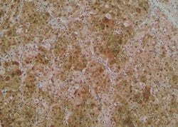Invitrogen Phospho-RIP1 (Tyr384) Polyclonal Antibody 100 μL; Unconjugated:Antibodies,