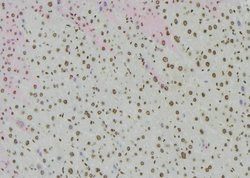 Invitrogen Phospho-BACH1 (Ser445) Polyclonal Antibody 100 &mu;L; Unconjugated:Antibodies,