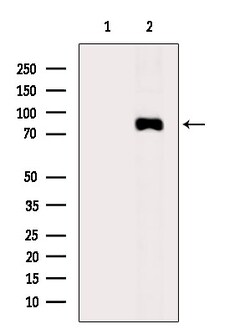 Invitrogen Phospho-CTNNAL1 (Tyr436) Polyclonal Antibody 100 μL; Unconjugated:Antibodies,