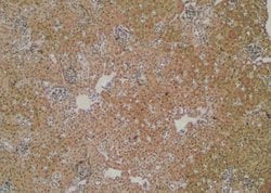 Invitrogen Phospho-CTNNAL1 (Tyr436) Polyclonal Antibody 100 μL; Unconjugated:Antibodies,