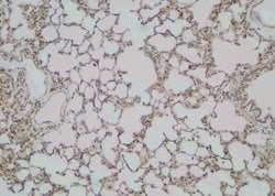 Invitrogen Phospho-CTNNAL1 (Tyr436) Polyclonal Antibody 100 μL; Unconjugated:Antibodies,