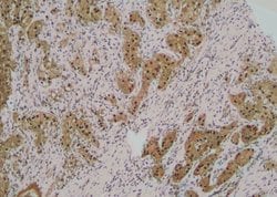 Invitrogen Phospho-ABCB11 (Ser690) Polyclonal Antibody 100 &mu;L; Unconjugated:Antibodies,