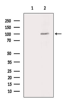 Invitrogen Phospho-ARHGAP42 (Tyr376) Polyclonal Antibody 100 &mu;L; Unconjugated:Antibodies,