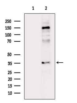 Invitrogen Phospho-Annexin A2 (Tyr24) Polyclonal Antibody 100 &mu;L; Unconjugated:Antibodies,