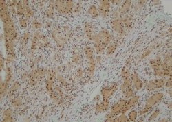 Invitrogen Phospho-SEMA4B (Ser809) Polyclonal Antibody 100 &mu;L; Unconjugated:Antibodies,