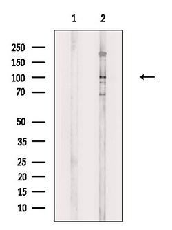 Invitrogen Phospho-SEMA4B (Ser809) Polyclonal Antibody 100 &mu;L; Unconjugated:Antibodies,