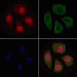 Invitrogen Phospho-BMAL1 (Ser49) Polyclonal Antibody 100 &mu;L; Unconjugated:Antibodies,