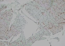 Invitrogen Phospho-BMAL1 (Ser49) Polyclonal Antibody 100 &mu;L; Unconjugated:Antibodies,