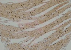 Invitrogen Phospho-BMAL1 (Ser49) Polyclonal Antibody 100 &mu;L; Unconjugated:Antibodies,