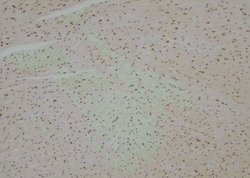 Invitrogen Phospho-BMAL1 (Ser49) Polyclonal Antibody 100 &mu;L; Unconjugated:Antibodies,