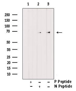 Invitrogen Phospho-BMAL1 (Ser49) Polyclonal Antibody 100 &mu;L; Unconjugated:Antibodies,