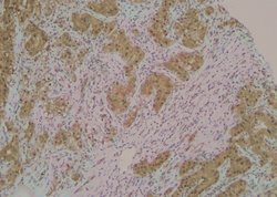 Invitrogen Phospho-PDCD5 (Ser119) Polyclonal Antibody 100 &mu;L; Unconjugated:Antibodies,