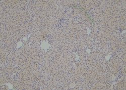 Invitrogen Phospho-PDCD5 (Ser119) Polyclonal Antibody 100 &mu;L; Unconjugated:Antibodies,