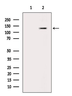 Invitrogen Phospho-MYPT1 (Ser299) Polyclonal Antibody 100 &mu;L; Unconjugated:Antibodies,