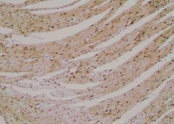 Invitrogen Phospho-MYPT1 (Ser299) Polyclonal Antibody 100 &mu;L; Unconjugated:Antibodies,