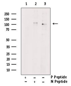 Invitrogen Phospho-MYPT1 (Tyr766) Polyclonal Antibody 100 &mu;L; Unconjugated:Antibodies,