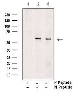 Invitrogen Phospho-MDMX (Ser367) Polyclonal Antibody 100 &mu;L; Unconjugated:Antibodies,