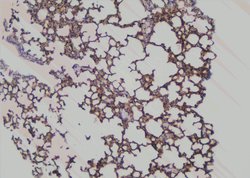 Invitrogen Phospho-SHIP2 (Tyr886) Polyclonal Antibody 100 μL; Unconjugated:Antibodies,