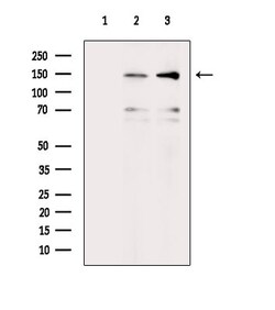 Invitrogen Phospho-SHIP2 (Tyr886) Polyclonal Antibody 100 μL; Unconjugated:Antibodies,