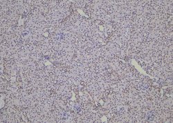 Invitrogen Phospho-SHIP2 (Tyr671) Polyclonal Antibody 100 μL; Unconjugated:Antibodies,