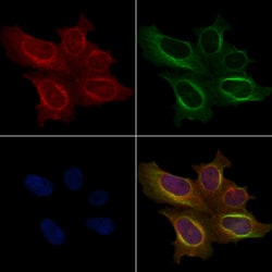 Invitrogen Phospho-SHIP2 (Tyr671) Polyclonal Antibody 100 μL; Unconjugated:Antibodies,