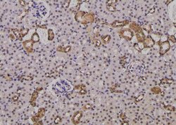 Invitrogen Phospho-Survivin (Thr48) Polyclonal Antibody 100 &mu;L; Unconjugated:Antibodies,