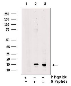 Invitrogen Phospho-Survivin (Thr48) Polyclonal Antibody 100 &mu;L; Unconjugated:Antibodies,