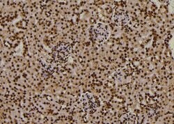 Invitrogen Phospho-PDPK1 (Thr245) Polyclonal Antibody 100 &mu;L | Buy Online | Invitrogen&trade; | Fisher Scientific