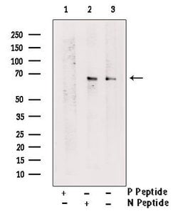 Invitrogen Phospho-PDPK1 (Thr245) Polyclonal Antibody 100 &mu;L | Buy Online | Invitrogen&trade; | Fisher Scientific
