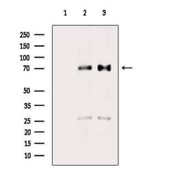 Invitrogen Phospho-TAK1 (Ser389) Polyclonal Antibody 100 &mu;L | Buy Online | Invitrogen&trade; | Fisher Scientific