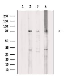 Invitrogen Phospho-TAK1 (Ser389) Polyclonal Antibody 100 &mu;L | Buy Online | Invitrogen&trade; | Fisher Scientific