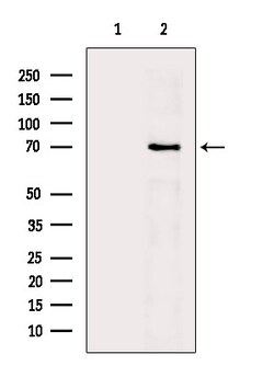 Invitrogen Phospho-TAK1 (Ser389) Polyclonal Antibody 100 &mu;L | Buy Online | Invitrogen&trade; | Fisher Scientific