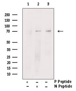 Invitrogen Phospho-RIP2 (Tyr381) Polyclonal Antibody 100 &mu;L; Unconjugated:Antibodies,