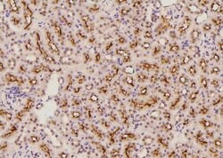 Invitrogen Phospho-FOXO3A (Ser284) Polyclonal Antibody 100 μL; Unconjugated:Antibodies,