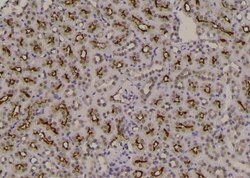 Invitrogen Phospho-FOXO3A (Ser284) Polyclonal Antibody 100 μL; Unconjugated:Antibodies,