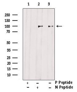 Invitrogen Phospho-FOXO3A (Ser555) Polyclonal Antibody 100 &mu;L; Unconjugated:Antibodies,