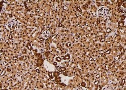 Invitrogen Phospho-FoxO3a (Ser644) Polyclonal Antibody 100 &mu;L; Unconjugated:Antibodies,