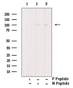 Invitrogen Phospho-FoxO3a (Ser644) Polyclonal Antibody 100 &mu;L; Unconjugated:Antibodies,