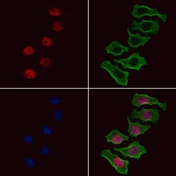 Invitrogen Phospho-SGTA (Ser301) Polyclonal Antibody 100 &mu;L; Unconjugated:Antibodies,