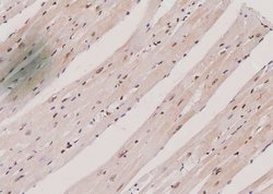 Invitrogen Phospho-SGTA (Ser301) Polyclonal Antibody 100 &mu;L; Unconjugated:Antibodies,