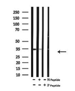 Invitrogen Phospho-SGTA (Ser301) Polyclonal Antibody 100 &mu;L; Unconjugated:Antibodies,